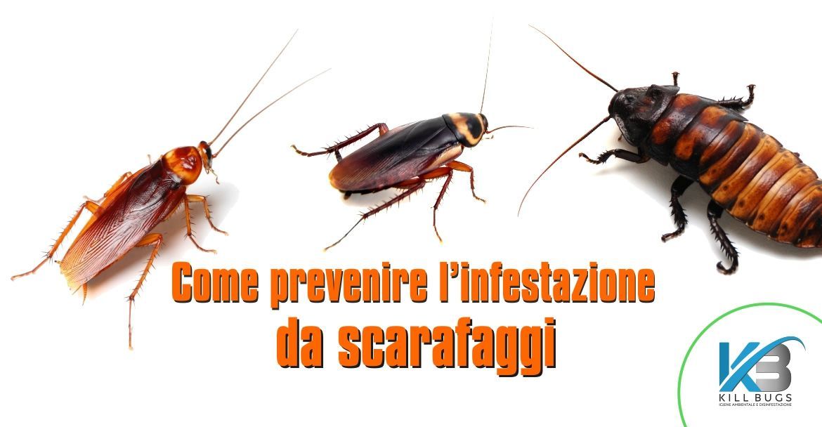 Quanto costa una disinfestazione da scarafaggi in una casa unifamiliare?
