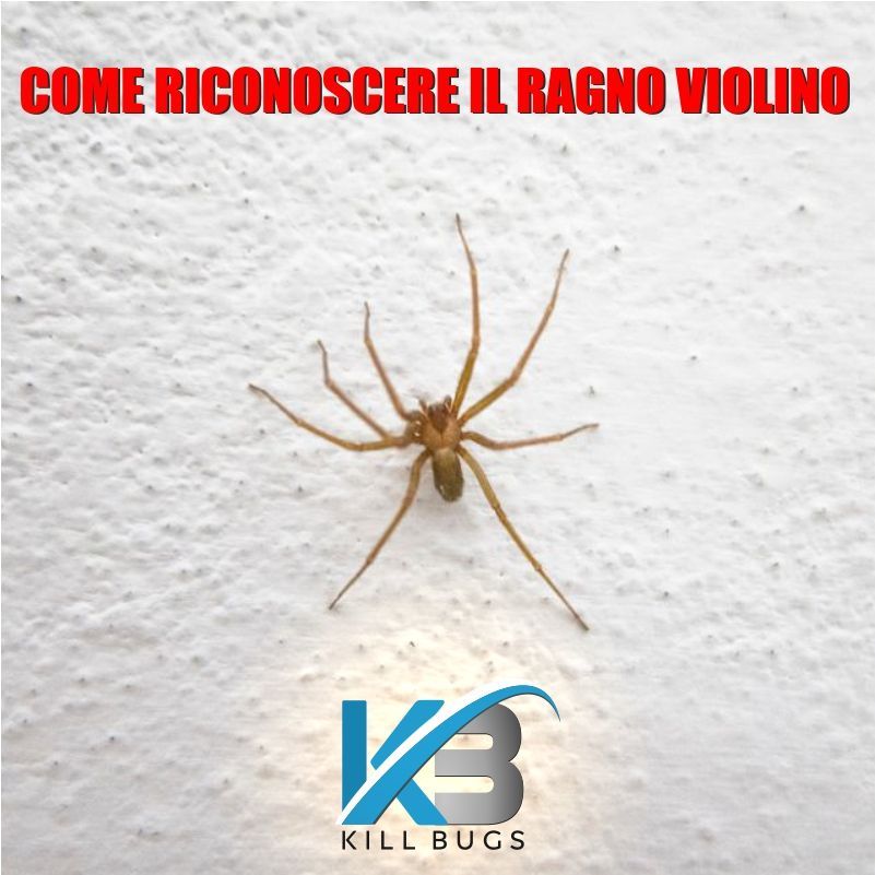 Come identificare un ragno violino