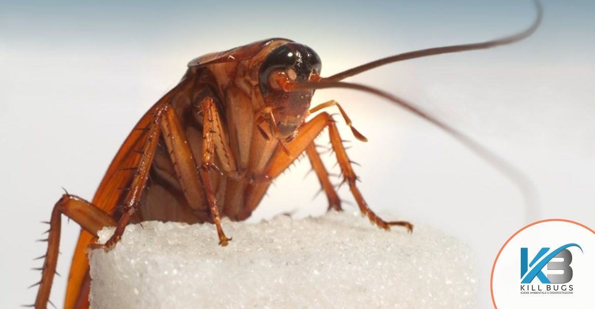 Candeggina e ammoniaca contro gli scarafaggi funzionano? - Insectum