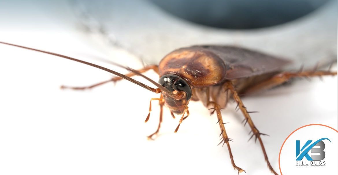 Come eliminare gli scarafaggi in modo naturale – Argentina