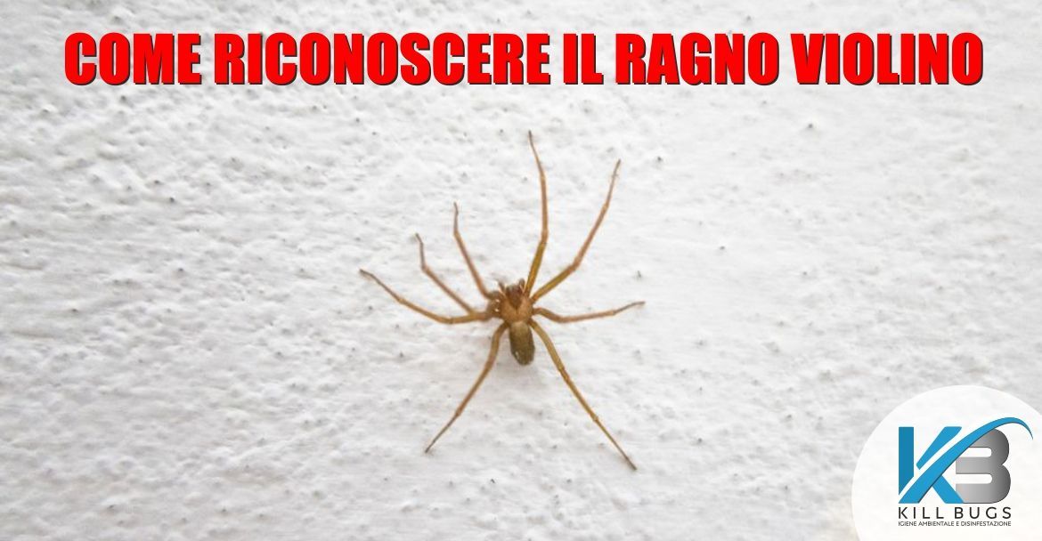 Come identificare un ragno violino